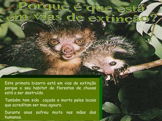 Porque é que está  em vias de extinção? Este primata bizarro está em vias de extinção porque o seu habitat de florestas de chuvas está a ser destruído. Também tem sido  caçado e morto pelos locais que acreditam ser mau agouro. Durante anos sofreu muito nas mãos dos humanos. 