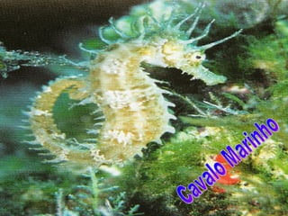 Cavalo Marinho 