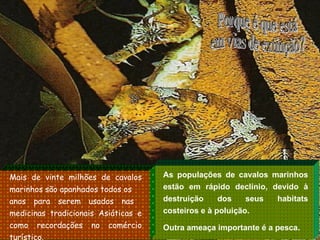 As populações de cavalos marinhos estão em rápido declínio, devido à destruição dos seus habitats costeiros e à poluição. Outra ameaça importante é a pesca. Mais de vinte milhões de cavalos marinhos são apanhados todos os anos para serem usados nas  medicinas tradicionais Asiáticas e como recordações no comércio turístico. Porque é que está  em vias de extinção? 