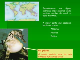 Encontram-se nas águas costeiras mais quentes, onde habitam recifes de coral, e algas marinhas. A maior parte das espécies habita no oceano : Atlântico Pacífico Índico  Pai grávido O cavalo marinho pode ter seis ninhadas numa única época. 
