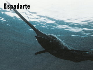 Espadarte 