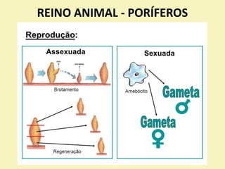 REINO ANIMAL - PORÍFEROS
 