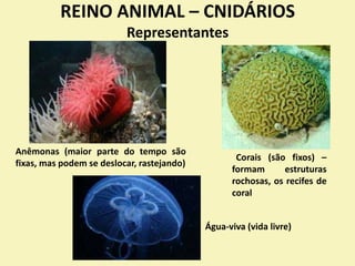 REINO ANIMAL – CNIDÁRIOS
Representantes
Água-viva (vida livre)
Corais (são fixos) –
formam estruturas
rochosas, os recifes de
coral
Anêmonas (maior parte do tempo são
fixas, mas podem se deslocar, rastejando)
 