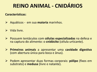 REINO ANIMAL - CNIDÁRIOS
Características:
 Aquáticos - em sua maioria marinhos.
 Vida livre.
 Possuem tentáculos com células especializadas na defesa e
na captura do alimento: o cnidócito (célula urticante).
 Primeiros animais a apresentar uma cavidade digestiva
(com abertura única para boca e ânus).
 Podem apresentar duas formas corporais: pólipo (fixos em
substrato) e medusa (livre e natante).
 