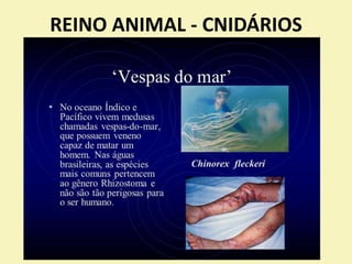 REINO ANIMAL - CNIDÁRIOS
 