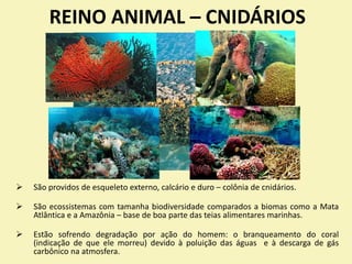 REINO ANIMAL – CNIDÁRIOS
 São providos de esqueleto externo, calcário e duro – colônia de cnidários.
 São ecossistemas com tamanha biodiversidade comparados a biomas como a Mata
Atlântica e a Amazônia – base de boa parte das teias alimentares marinhas.
 Estão sofrendo degradação por ação do homem: o branqueamento do coral
(indicação de que ele morreu) devido à poluição das águas e à descarga de gás
carbônico na atmosfera.
Recifes de coral
 