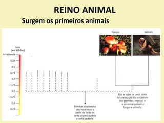 REINO ANIMAL
Surgem os primeiros animais
 