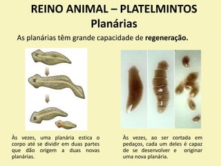 REINO ANIMAL – PLATELMINTOS
Planárias
Às vezes, uma planária estica o
corpo até se dividir em duas partes
que dão origem a duas novas
planárias.
As planárias têm grande capacidade de regeneração.
Às vezes, ao ser cortada em
pedaços, cada um deles é capaz
de se desenvolver e originar
uma nova planária.
 