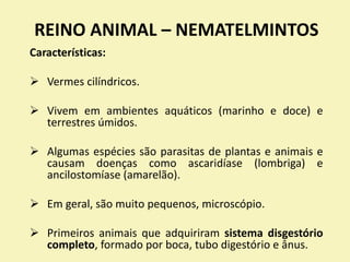 REINO ANIMAL – NEMATELMINTOS
Características:
 Vermes cilíndricos.
 Vivem em ambientes aquáticos (marinho e doce) e
terrestres úmidos.
 Algumas espécies são parasitas de plantas e animais e
causam doenças como ascaridíase (lombriga) e
ancilostomíase (amarelão).
 Em geral, são muito pequenos, microscópio.
 Primeiros animais que adquiriram sistema disgestório
completo, formado por boca, tubo digestório e ânus.
 