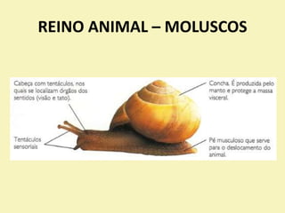 REINO ANIMAL – MOLUSCOS
 