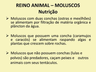 REINO ANIMAL – MOLUSCOS
Nutrição
 Moluscos com duas conchas (ostras e mexilhões)
se alimentam por filtração de matéria orgânica e
plâncton da água.
 Moluscos que possuem uma concha (caramujos
e caracóis) se alimentam raspando algas e
plantas que crescem sobre rochas.
 Moluscos que não possuem conchas (lulas e
polvos) são predadores, caçam peixes e outros
animais com seus tentáculos.
 