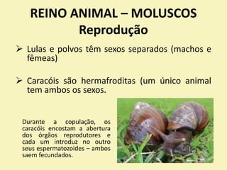 REINO ANIMAL – MOLUSCOS
Reprodução
 Lulas e polvos têm sexos separados (machos e
fêmeas)
 Caracóis são hermafroditas (um único animal
tem ambos os sexos.
Durante a copulação, os
caracóis encostam a abertura
dos órgãos reprodutores e
cada um introduz no outro
seus espermatozoides – ambos
saem fecundados.
 