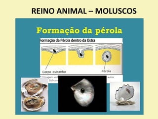 REINO ANIMAL – MOLUSCOS
 