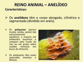 REINO ANIMAL – ANELÍDEO
Características:
 Os anelídeos têm o corpo alongado, cilíndrico e
segmentado (dividido em anéis).
 Os poliquetos (possui
muitas cerdas, pelos) são
exclusivamente
aquáticos, a maioria em
ambientes marinhos e
rastejam pelo fundo do
mar ou em praias sobre
costões rochosos em
busca de alimento.
 Os poliquetos têm sexos
separados (machos e
fêmeas.
 