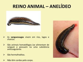 REINO ANIMAL – ANELÍDEO
 As sanguessugas vivem em rios, lagos e
charcos.
 São animais hematófagos (se alimentam de
sangue) e possuem na uma substância
anticoagulante.
 São hermafroditas.
 Não têm cerdas pelo corpo.
 