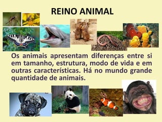 REINO ANIMAL
Os animais apresentam diferenças entre si
em tamanho, estrutura, modo de vida e em
outras características. Há no mundo grande
quantidade de animais.
 