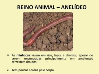 REINO ANIMAL – ANELÍDEO
 As minhocas vivem em rios, lagos e charcos, apesar de
serem encontradas principalmente em ambientes
terrestres úmidos.
 Têm poucas cerdas pelo corpo.
 