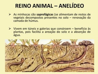 REINO ANIMAL – ANELÍDEO
 As minhocas são saprofágicas (se alimentam de restos de
vegetais decompostos presentes no solo – renovação da
camada de húmus.
 Vivem em túneis e galerias que constroem – benefício às
plantas, pois facilita a areação do solo e a absorção de
água.
 