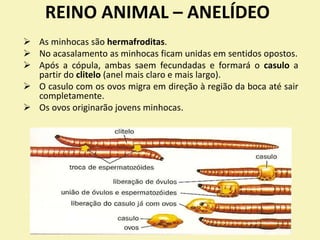 REINO ANIMAL – ANELÍDEO
 As minhocas são hermafroditas.
 No acasalamento as minhocas ficam unidas em sentidos opostos.
 Após a cópula, ambas saem fecundadas e formará o casulo a
partir do clitelo (anel mais claro e mais largo).
 O casulo com os ovos migra em direção à região da boca até sair
completamente.
 Os ovos originarão jovens minhocas.
 