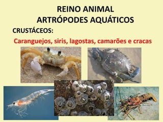REINO ANIMAL
ARTRÓPODES AQUÁTICOS
CRUSTÁCEOS:
Caranguejos, siris, lagostas, camarões e cracas
 