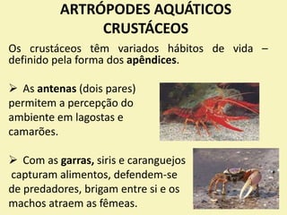ARTRÓPODES AQUÁTICOS
CRUSTÁCEOS
Os crustáceos têm variados hábitos de vida –
definido pela forma dos apêndices.
 As antenas (dois pares)
permitem a percepção do
ambiente em lagostas e
camarões.
 Com as garras, siris e caranguejos
capturam alimentos, defendem-se
de predadores, brigam entre si e os
machos atraem as fêmeas.
 