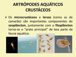 ARTRÓPODES AQUÁTICOS
CRUSTÁCEOS
 Os microcrustáceos e larvas (como as de
camarão) são importantes componentes do
zooplâncton, juntamente com o fitoplâncton
torna-se o “prato principal” de boa parte da
fauna aquática.
 