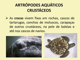 ARTRÓPODES AQUÁTICOS
CRUSTÁCEOS
 As cracas vivem fixas em rochas, cascos de
tartarugas, conchas de moluscos, carapaças
de outros crustáceos, na pele de baleias e
até nos cascos de navios.
 