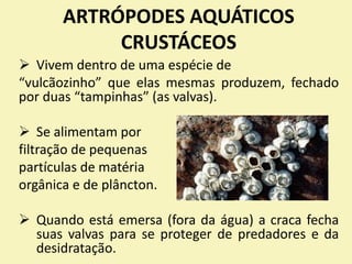 ARTRÓPODES AQUÁTICOS
CRUSTÁCEOS
 Vivem dentro de uma espécie de
“vulcãozinho” que elas mesmas produzem, fechado
por duas “tampinhas” (as valvas).
 Se alimentam por
filtração de pequenas
partículas de matéria
orgânica e de plâncton.
 Quando está emersa (fora da água) a craca fecha
suas valvas para se proteger de predadores e da
desidratação.
 