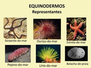 EQUINODERMOS
Representantes
Serpente-do-mar Ouriço-do-mar Estrela-do-mar
Pepino-do-mar Lírio-do-mar
Bolacha-de-praia
 