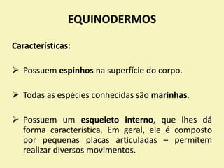 Características:
 Possuem espinhos na superfície do corpo.
 Todas as espécies conhecidas são marinhas.
 Possuem um esqueleto interno, que lhes dá
forma característica. Em geral, ele é composto
por pequenas placas articuladas – permitem
realizar diversos movimentos.
EQUINODERMOS
 