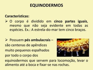 EQUINODERMOS
Características:
 O corpo é dividido em cinco partes iguais,
mesmo que não seja evidente em todas as
espécies. Ex.: A estrela-do-mar tem cinco braços.
 Possuem pés ambulacrais –
são centenas de apêndices
muito pequenos espalhados
por todo o corpo dos
equinodermos que servem para locomoção, levar o
alimento até a boca e fixar-se nas rochas.
 