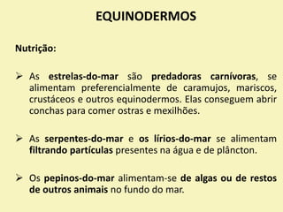 EQUINODERMOS
Nutrição:
 As estrelas-do-mar são predadoras carnívoras, se
alimentam preferencialmente de caramujos, mariscos,
crustáceos e outros equinodermos. Elas conseguem abrir
conchas para comer ostras e mexilhões.
 As serpentes-do-mar e os lírios-do-mar se alimentam
filtrando partículas presentes na água e de plâncton.
 Os pepinos-do-mar alimentam-se de algas ou de restos
de outros animais no fundo do mar.
 