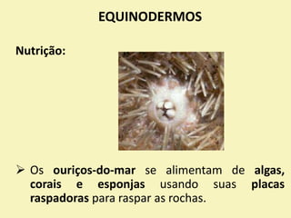 EQUINODERMOS
Nutrição:
 Os ouriços-do-mar se alimentam de algas,
corais e esponjas usando suas placas
raspadoras para raspar as rochas.
 
