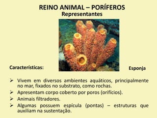 Características:
 Vivem em diversos ambientes aquáticos, principalmente
no mar, fixados no substrato, como rochas.
 Apresentam corpo coberto por poros (orifícios).
 Animais filtradores.
 Algumas possuem espícula (pontas) – estruturas que
auxiliam na sustentação.
REINO ANIMAL – PORÍFEROS
Representantes
Esponja
 