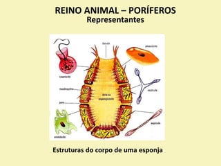 REINO ANIMAL – PORÍFEROS
Representantes
Estruturas do corpo de uma esponja
 