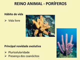 REINO ANIMAL - PORÍFEROS
Hábito de vida
 Vida livre
Principal novidade evolutiva
 Pluricelularidade
 Presença dos coanócitos
•
 