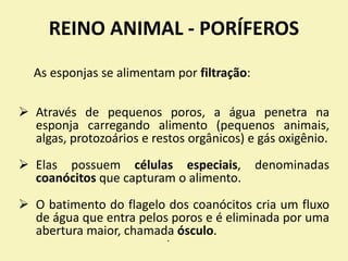 REINO ANIMAL - PORÍFEROS
As esponjas se alimentam por filtração:
 Através de pequenos poros, a água penetra na
esponja carregando alimento (pequenos animais,
algas, protozoários e restos orgânicos) e gás oxigênio.
 Elas possuem células especiais, denominadas
coanócitos que capturam o alimento.
 O batimento do flagelo dos coanócitos cria um fluxo
de água que entra pelos poros e é eliminada por uma
abertura maior, chamada ósculo.
•
 