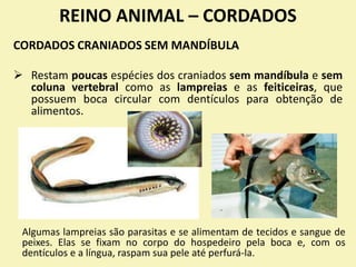 REINO ANIMAL – CORDADOS
CORDADOS CRANIADOS SEM MANDÍBULA
 Restam poucas espécies dos craniados sem mandíbula e sem
coluna vertebral como as lampreias e as feiticeiras, que
possuem boca circular com dentículos para obtenção de
alimentos.
Algumas lampreias são parasitas e se alimentam de tecidos e sangue de
peixes. Elas se fixam no corpo do hospedeiro pela boca e, com os
dentículos e a língua, raspam sua pele até perfurá-la.
 