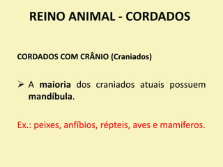REINO ANIMAL - CORDADOS
CORDADOS COM CRÂNIO (Craniados)
 A maioria dos craniados atuais possuem
mandíbula.
Ex.: peixes, anfíbios, répteis, aves e mamíferos.
 