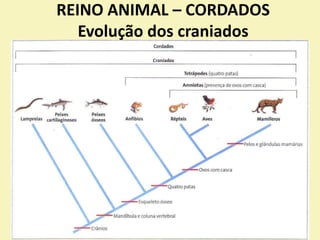 REINO ANIMAL – CORDADOS
Evolução dos craniados
 