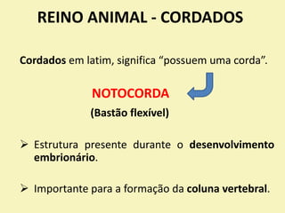 REINO ANIMAL - CORDADOS
Cordados em latim, significa “possuem uma corda”.
NOTOCORDA
(Bastão flexível)
 Estrutura presente durante o desenvolvimento
embrionário.
 Importante para a formação da coluna vertebral.
 
