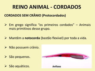 REINO ANIMAL - CORDADOS
CORDADOS SEM CRÂNIO (Protocordados)
 Em grego significa “os primeiros cordados” – Animais
mais primitivos desse grupo.
 Mantêm a notocorda (bastão flexível) por toda a vida.
 Não possuem crânio.
 São pequenos.
 São aquáticos. Anfioxo
 