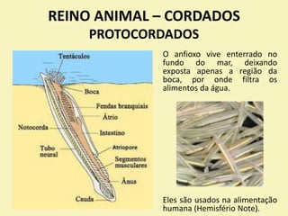 REINO ANIMAL – CORDADOS
PROTOCORDADOS
O anfioxo vive enterrado no
fundo do mar, deixando
exposta apenas a região da
boca, por onde filtra os
alimentos da água.
Eles são usados na alimentação
humana (Hemisfério Note).
 