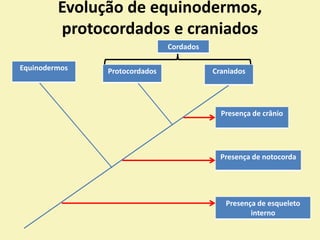 Evolução de equinodermos,
protocordados e craniados
Equinodermos Protocordados Craniados
Presença de crânio
Presença de notocorda
Presença de esqueleto
interno
Cordados
 