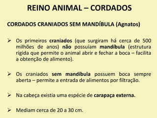 REINO ANIMAL – CORDADOS
CORDADOS CRANIADOS SEM MANDÍBULA (Agnatos)
 Os primeiros craniados (que surgiram há cerca de 500
milhões de anos) não possuíam mandíbula (estrutura
rígida que permite o animal abrir e fechar a boca – facilita
a obtenção de alimento).
 Os craniados sem mandíbula possuem boca sempre
aberta – permite a entrada de alimentos por filtração.
 Na cabeça existia uma espécie de carapaça externa.
 Mediam cerca de 20 a 30 cm.
 