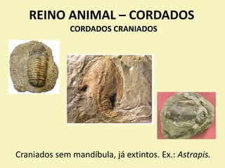 REINO ANIMAL – CORDADOS
Craniados sem mandíbula, já extintos. Ex.: Astrapis.
CORDADOS CRANIADOS
 