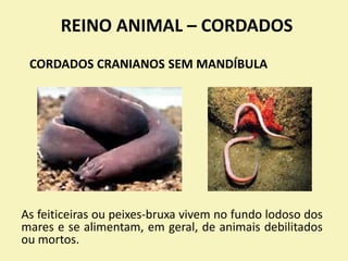REINO ANIMAL – CORDADOS
As feiticeiras ou peixes-bruxa vivem no fundo lodoso dos
mares e se alimentam, em geral, de animais debilitados
ou mortos.
CORDADOS CRANIANOS SEM MANDÍBULA
 