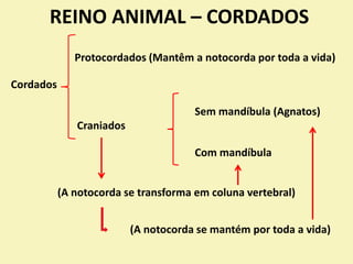 REINO ANIMAL – CORDADOS
Protocordados (Mantêm a notocorda por toda a vida)
Cordados
Sem mandíbula (Agnatos)
Craniados
Com mandíbula
(A notocorda se transforma em coluna vertebral)
(A notocorda se mantém por toda a vida)
 
