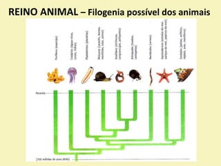 REINO ANIMAL – Filogenia possível dos animais
 