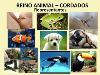 REINO ANIMAL – CORDADOS
Representantes
 